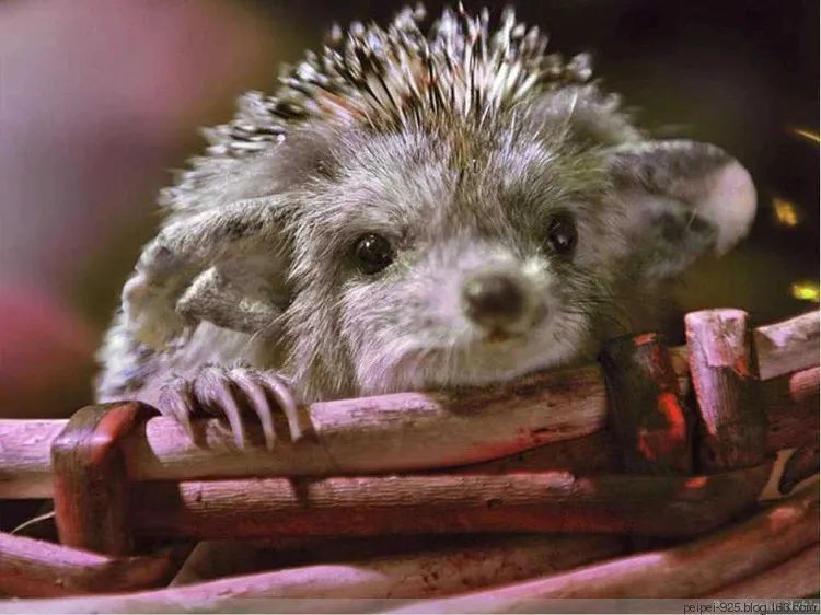 父母给儿子的早期性教育,爸爸妈妈我从哪里来视频