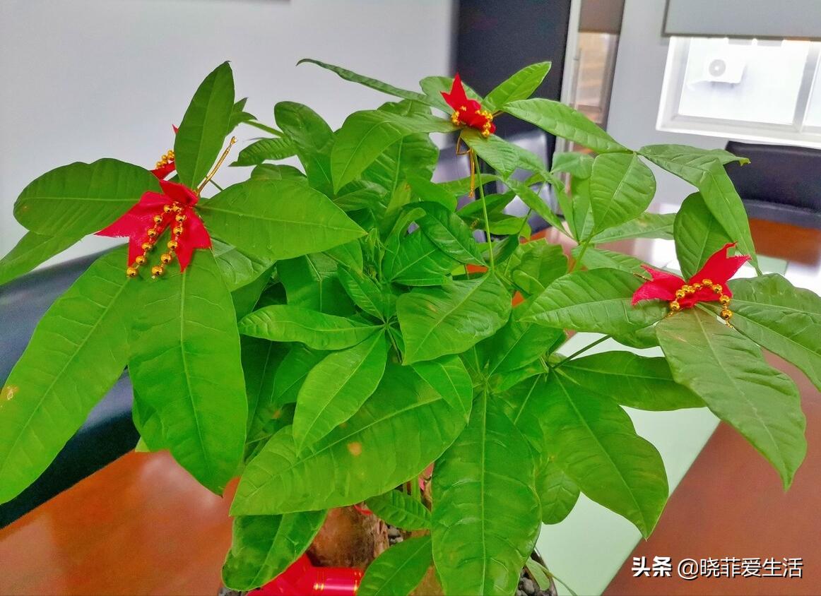 客厅象征发财的盆栽有哪些,客厅养什么绿植最旺财