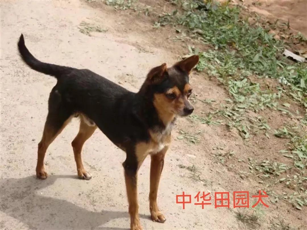 动物自拍超清图片大全,动物自拍的照片图片