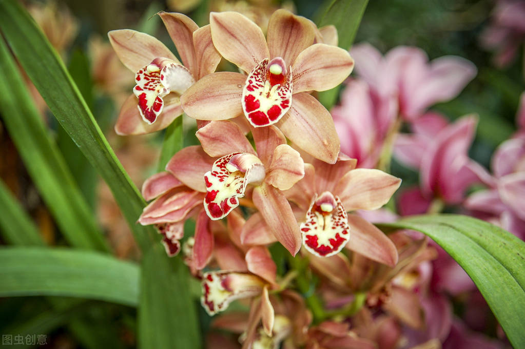 什么植物种子最大,最大的植物种子