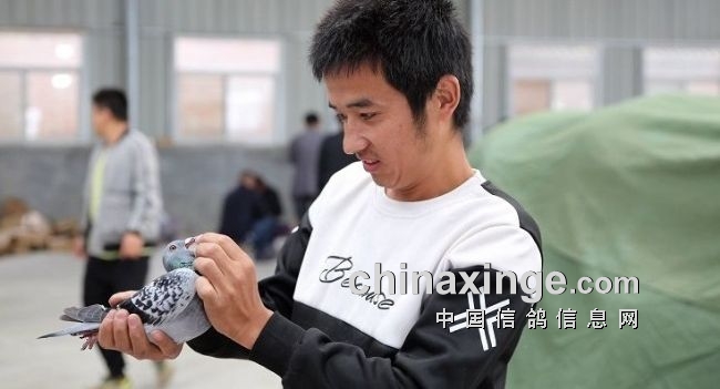 鸽界那些事,鸽界的那些事