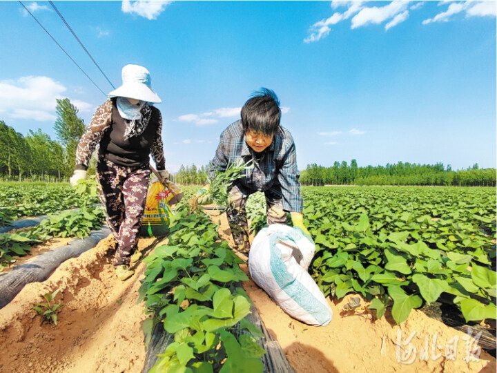 秦皇岛重点项目规划卢龙,秦皇岛卢龙未来5年规划