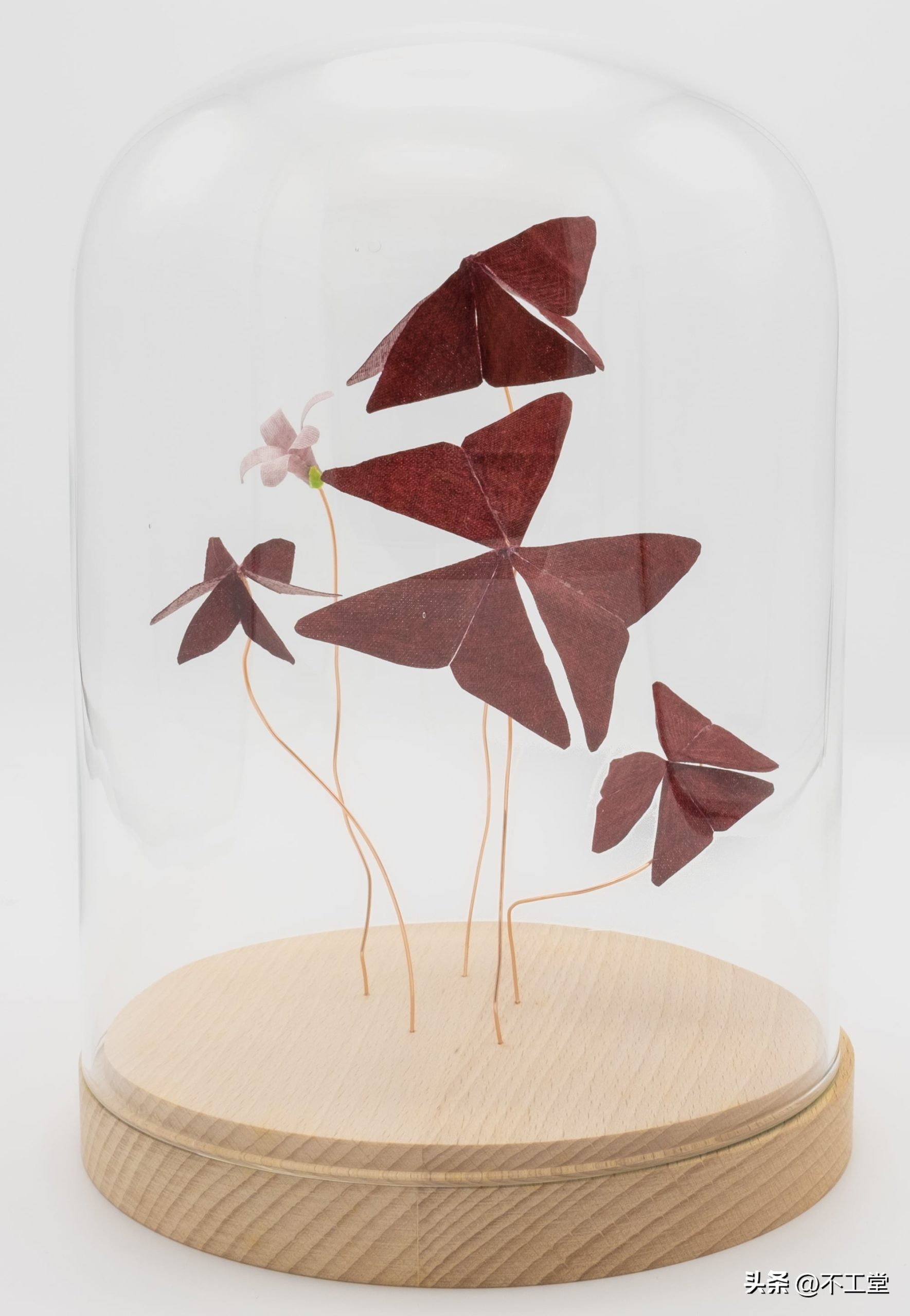 手工压花康乃馨植物标本,中学生手工植物标本