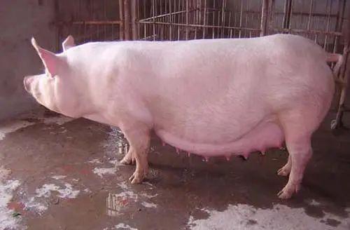 如何提高母猪的受孕率方案,猪用人工授精能提高受胎率吗