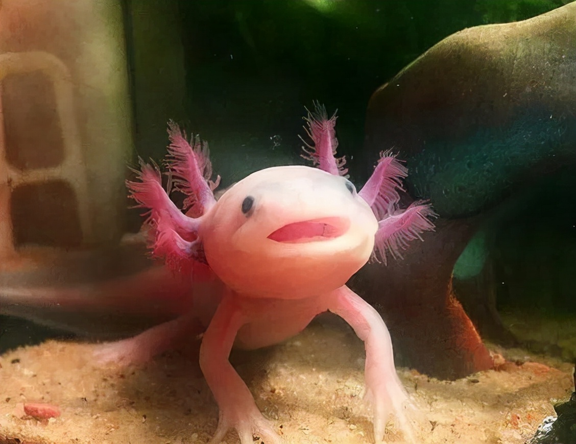 中国允许养的稀有宠物,稀有宠物饲养