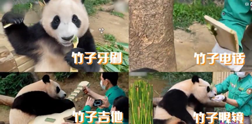 熊猫在各国的待遇相差到底有多大,熊猫在各国待遇