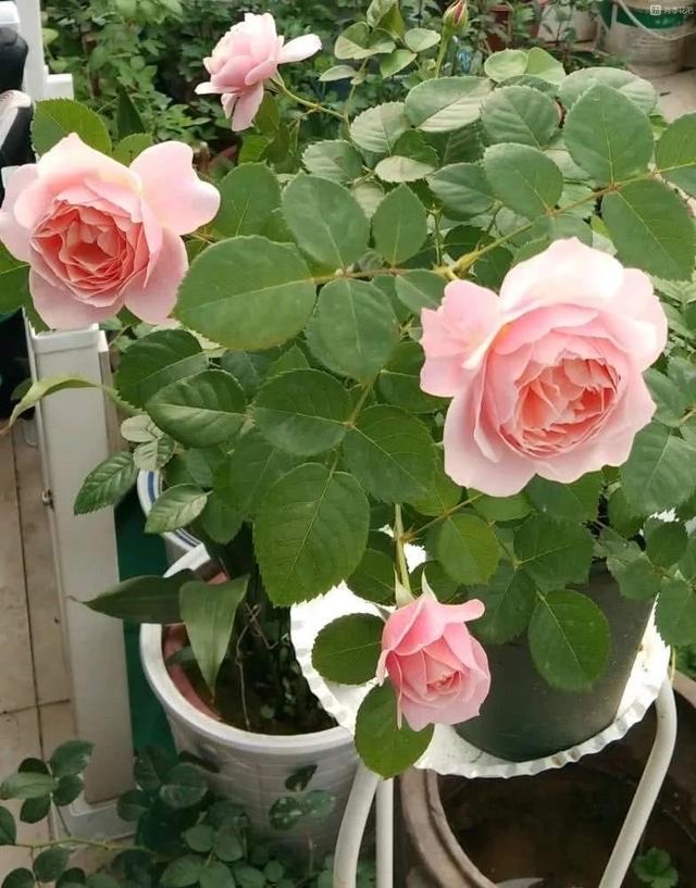 阳光照射短花期长又好养的花,7种漂亮的花喜阴怕阳光