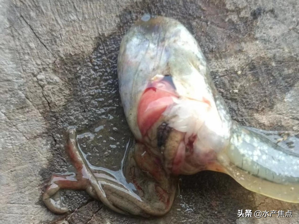 牛蛙腹水是什么原因,牛蛙大肚子的原因