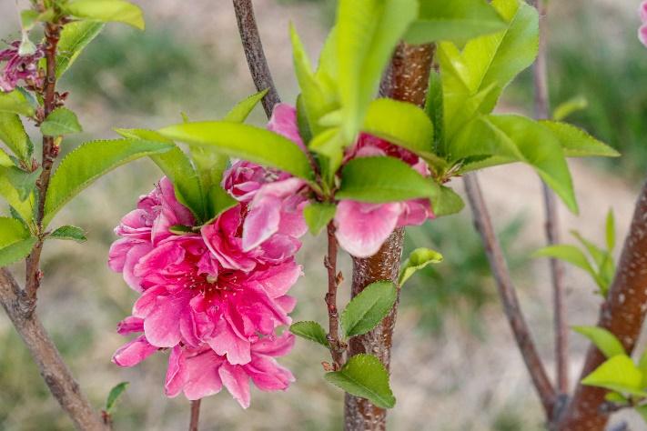 过敏季来袭！不怕，校园花粉地图帮你躲避