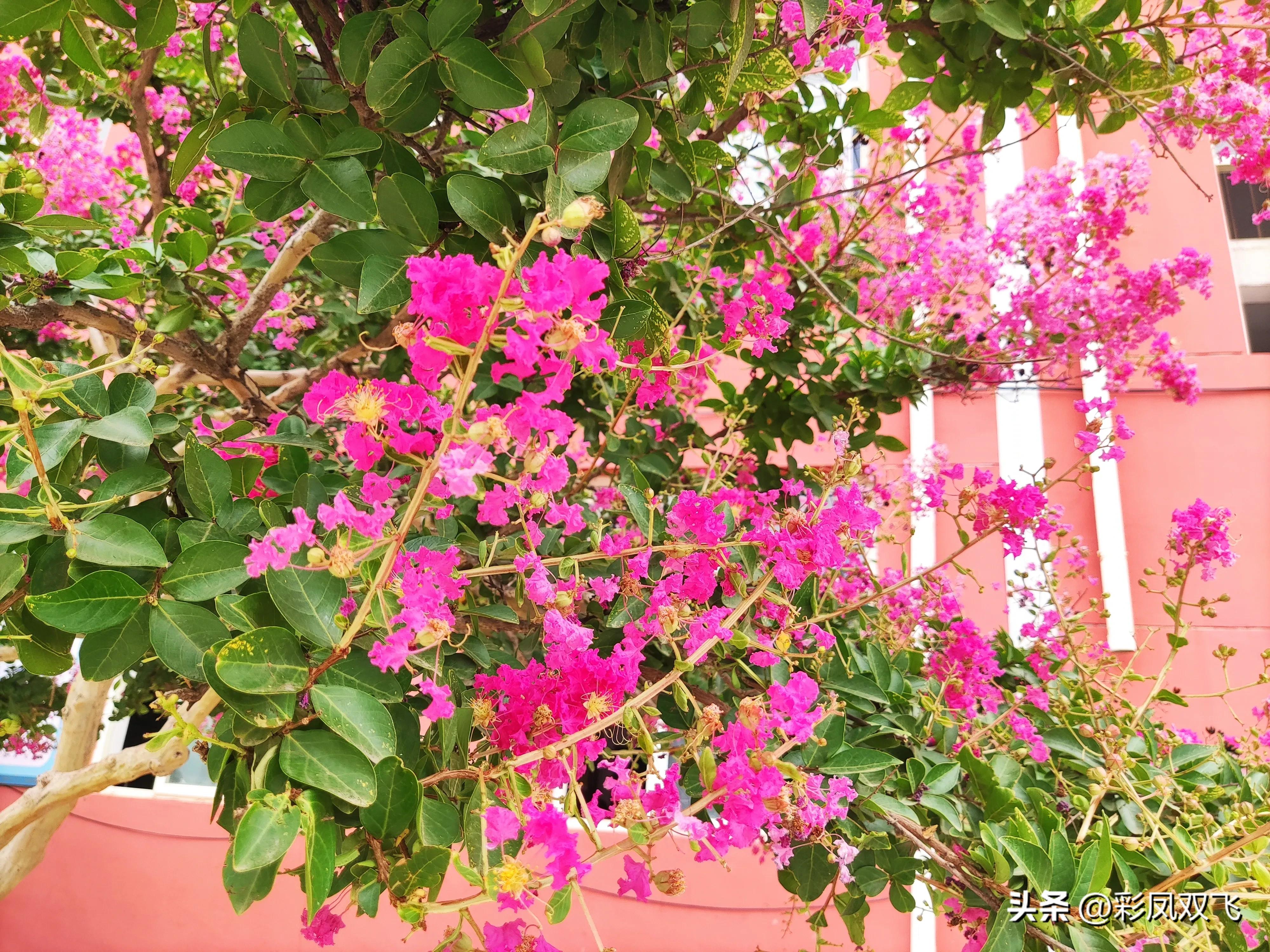 紫薇树图片,紫薇星