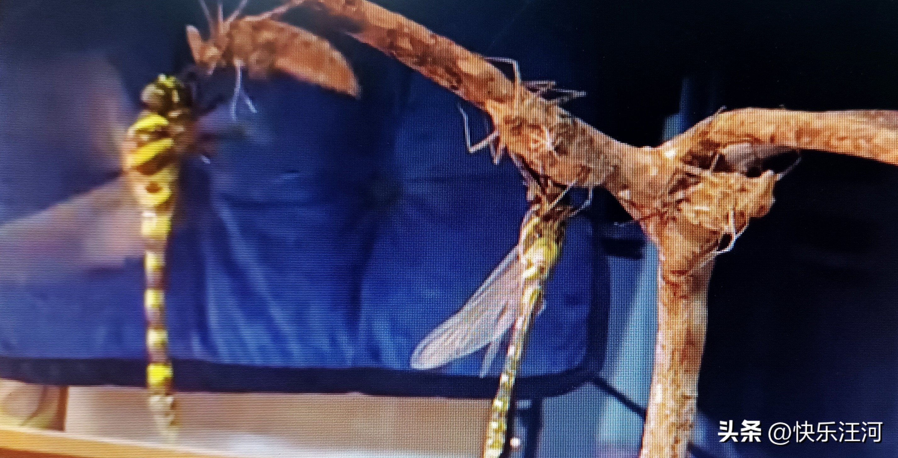 蜻蜓日本原唱,蜻蜓fm下载