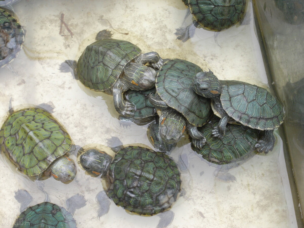 新手怎么养小巴西龟才好,巴西龟龟苗需要多长时间才能长大