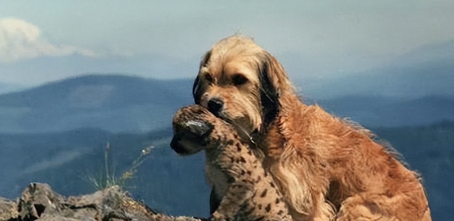 电影丛林赤子心影评,电影中的丛林赤子心