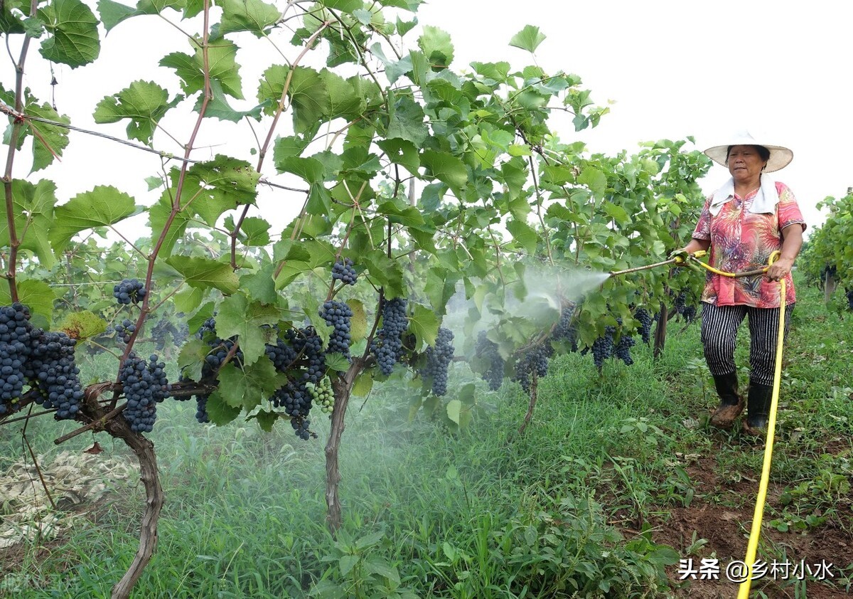 磷酸二氢钾怎么喷施最好,磷酸二氢钾喷施好还是冲施效果好