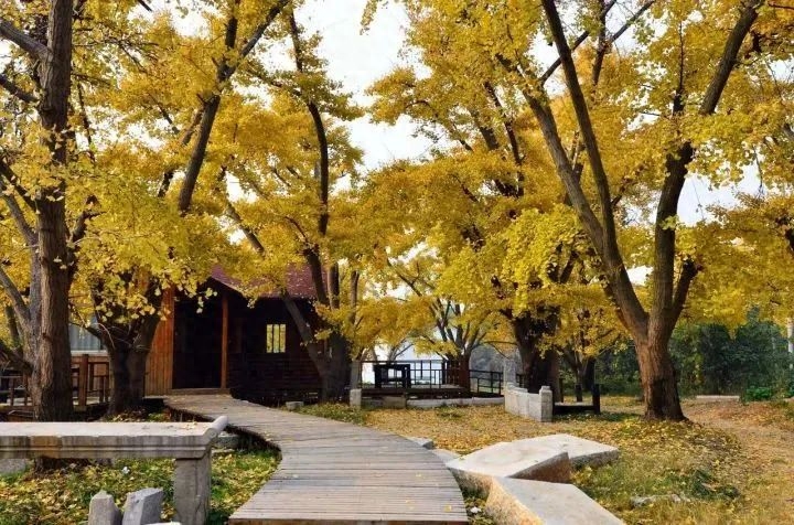 苏州秋天的美,一起感受秋天的苏州