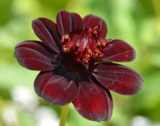 十种最漂亮最好养的花,十种最漂亮的瀑布花