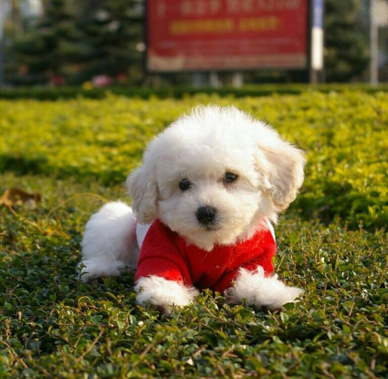 比熊犬的尴尬期是什么样子,比熊犬的缺点有哪些表现