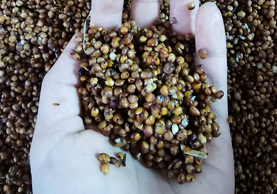 100斤粮食酿酒出酒率,100斤稻谷出27斤52度白酒