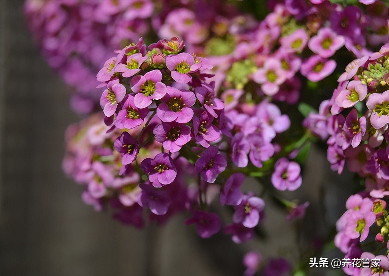 北阳台植物盆栽推荐,北阳台花卉盆栽