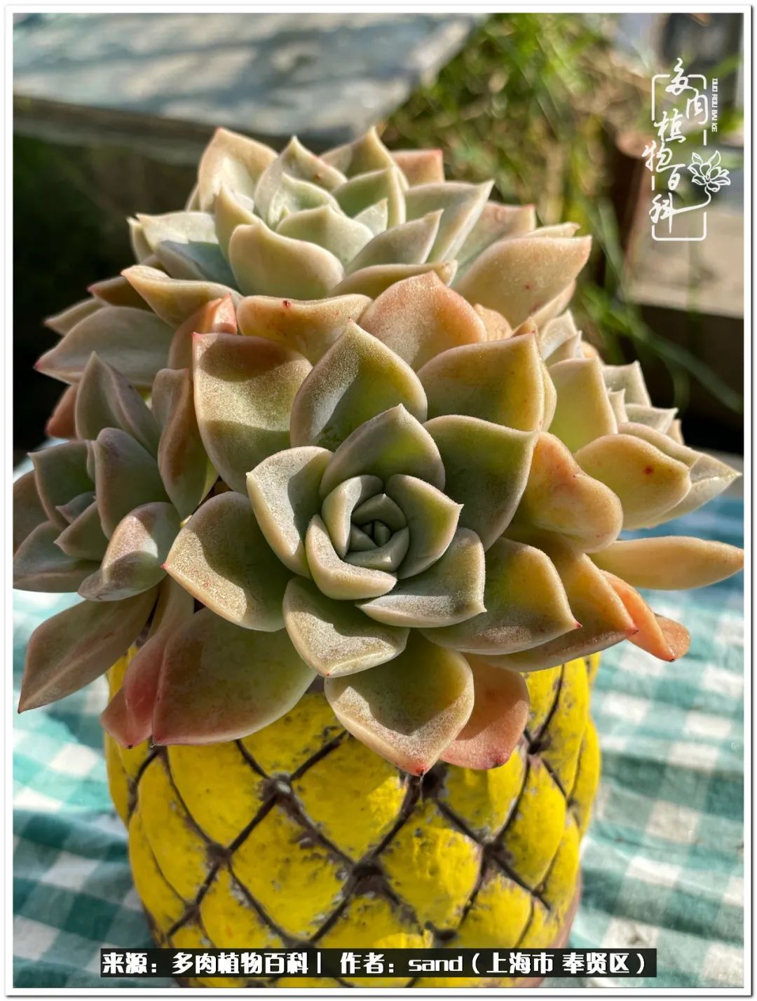 养点花草给生活添点乐趣,养点花花草草心情自然会好