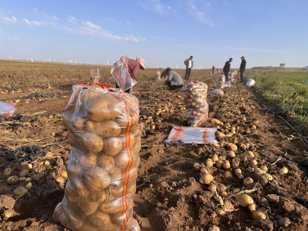 内蒙古包头固阳马铃薯基地,包头市固阳县红泥井合作社