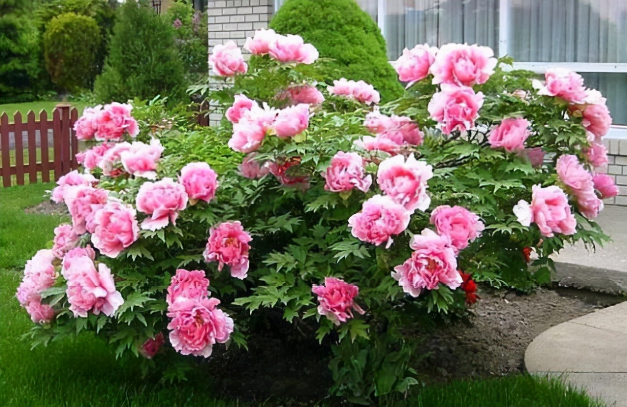 牡丹吊兰扦插烂根怎么回事,牡丹烂根用什么药