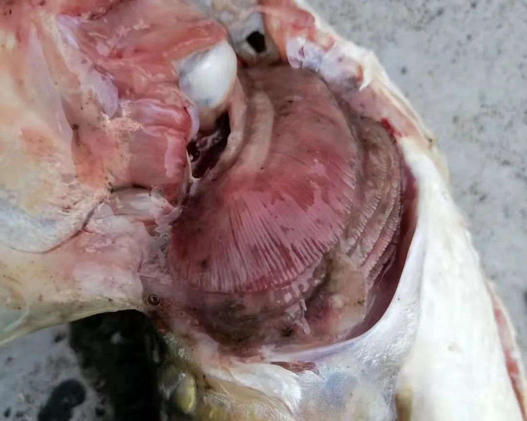 细菌性败血症鱼怎么治,淡水鱼败血症治疗