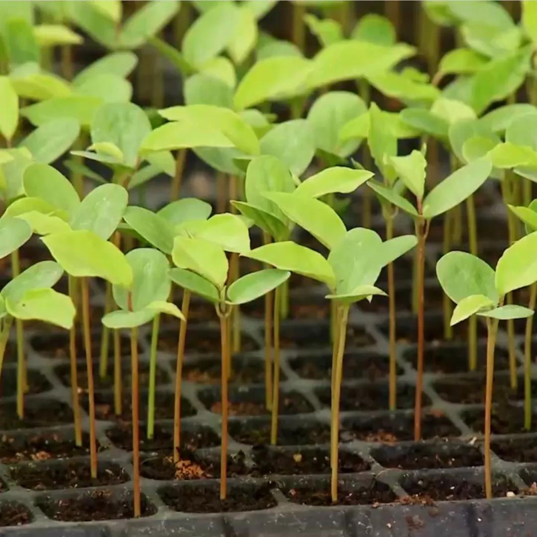 90后小伙承包15亩果园,湖南小伙承包五千亩四年赚上千万