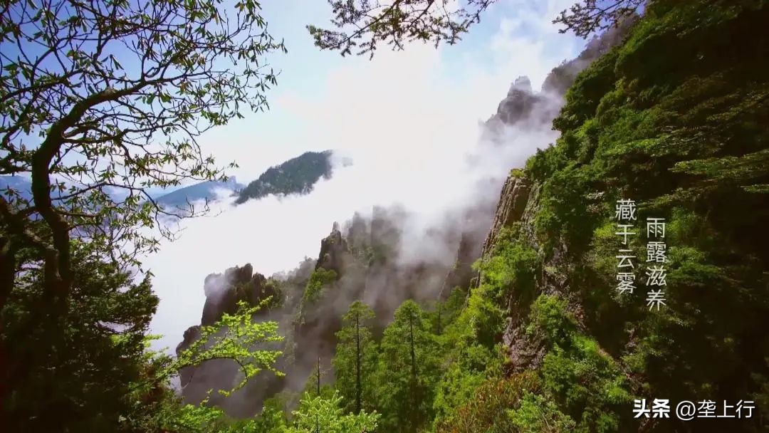 养血驻颜，素中之荤！这道被皇帝钦点的“御菜”你一定要尝尝