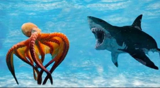 地球上存在比人类更聪明的物种吗,人类是世界上最聪明的高级动物