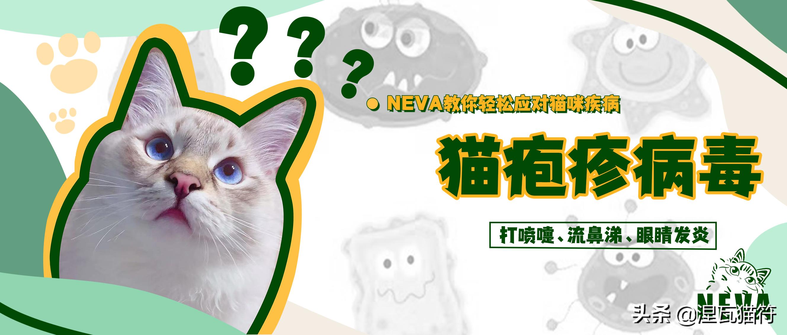 猫疱疹病毒和猫杯状病毒pcr的区别,猫咪疱疹病毒猫鼻支症状