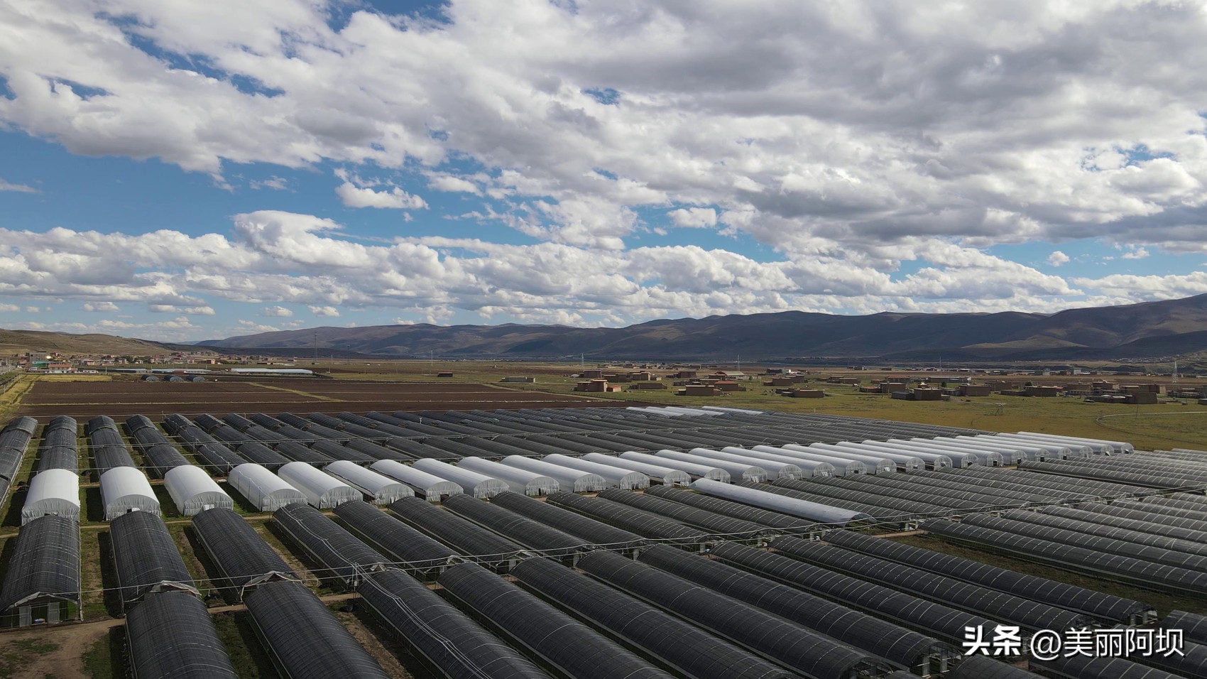 哈拉玛村引进企业种贝母，村民家门口务工挣钱