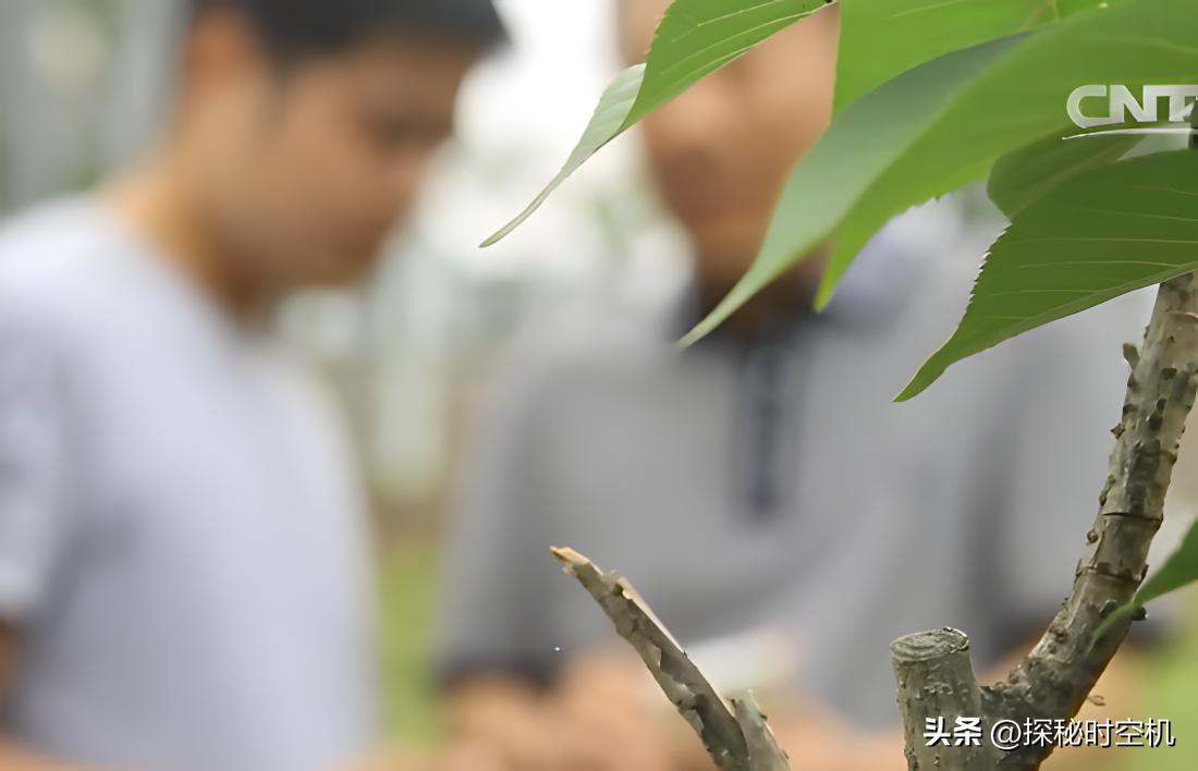 尘封迷案少女惨死山间小路,天网之尘封谜案少女惨死山间小路
