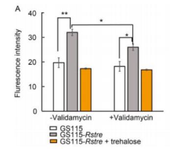 海藻糖代谢,海藻糖对植物抗逆性的作用