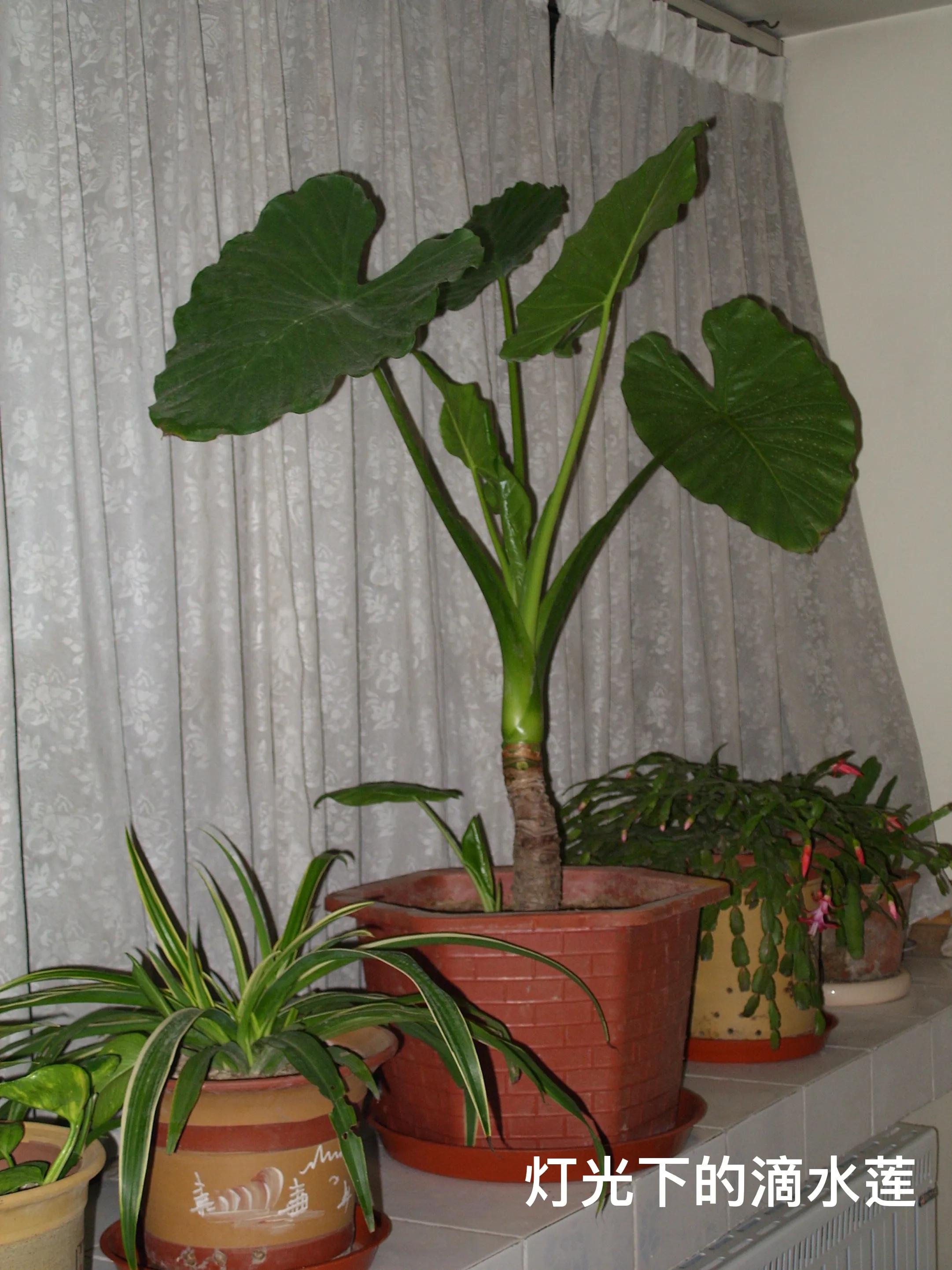 与滴水观音相似的绿植,滴水莲的习性