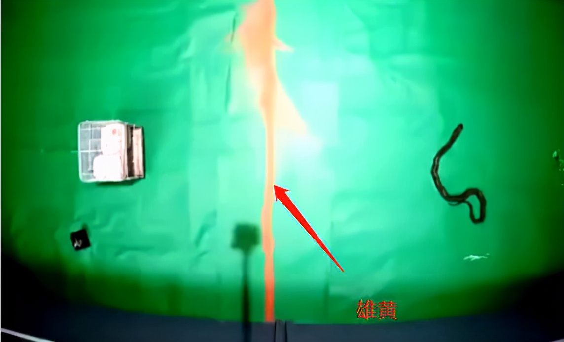 2米长大蟒蛇吓坏居民,深山出现巨大蟒蛇