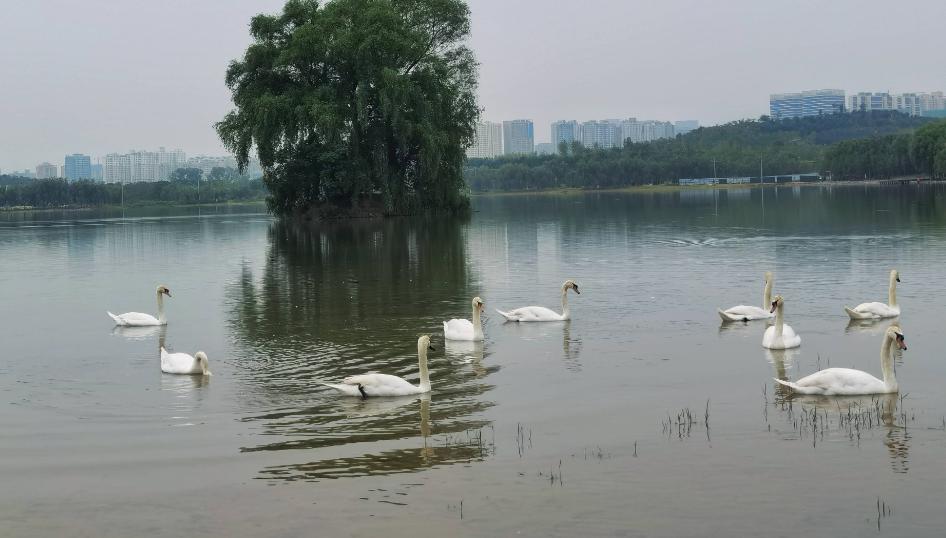 郑州赏花游玩推荐景点,郑州踏青旅游攻略