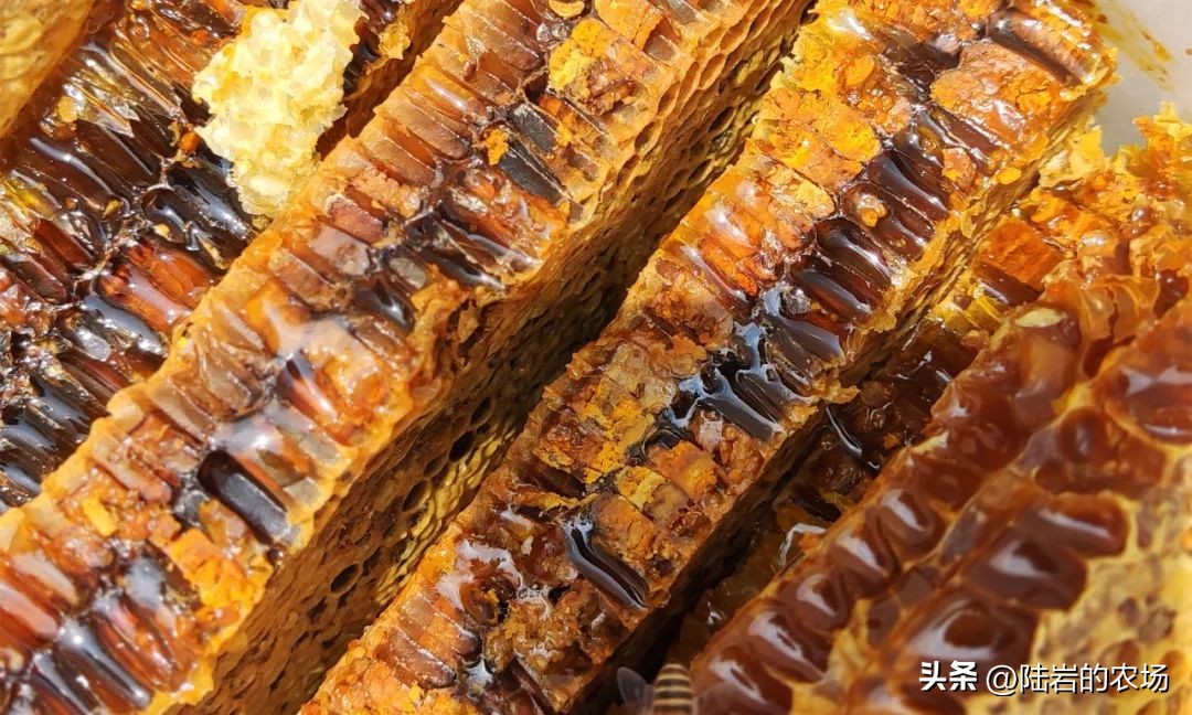 盘点市面五种常见蜂巢
