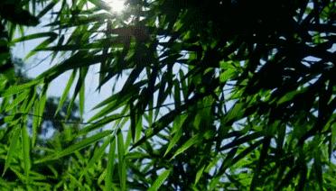 安吉慢谷洋房最新信息,湖州安吉慢谷