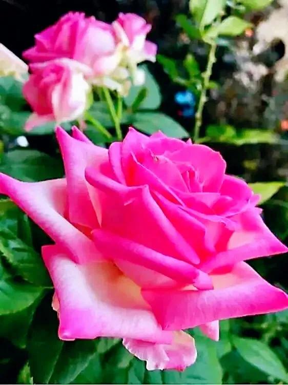 我爱月季花完整版,我爱月季花300字作文