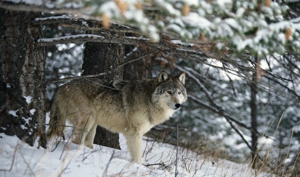 战狼与狼共舞完整版,真正的与狼共舞