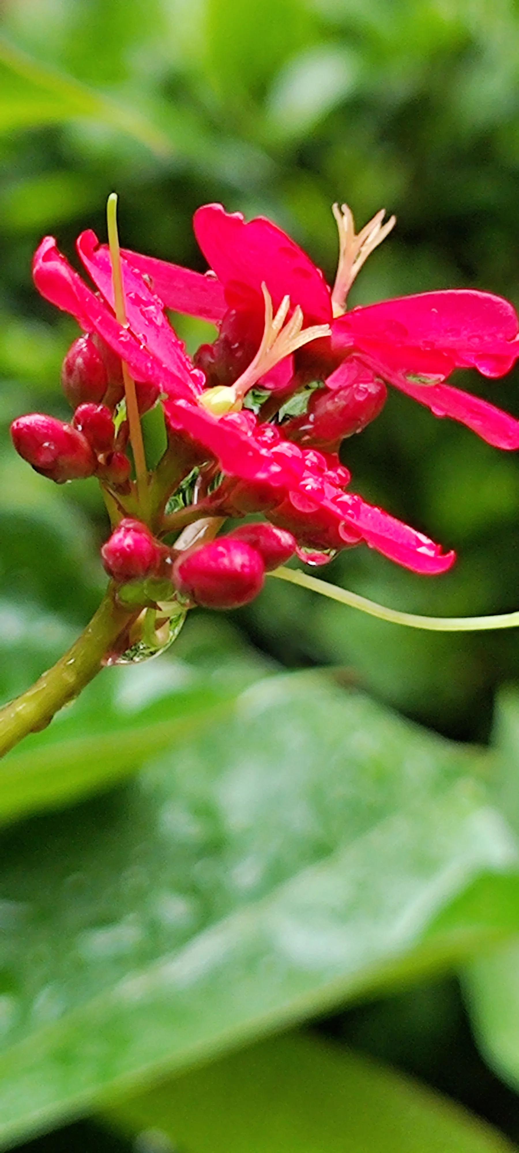 夏天就是浪漫的世界,夏天就是太阳花的世界