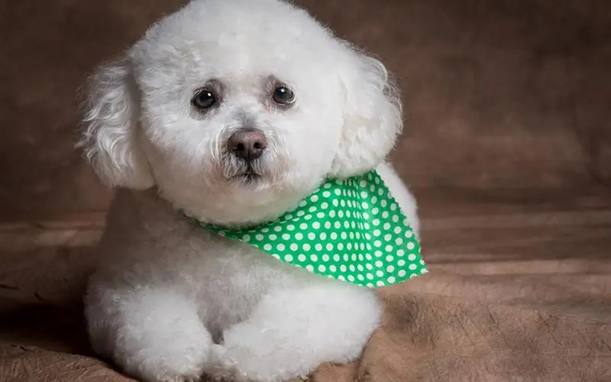 为什么狗的体型比猫的体型大,同等的体型狗跟猫哪个厉害