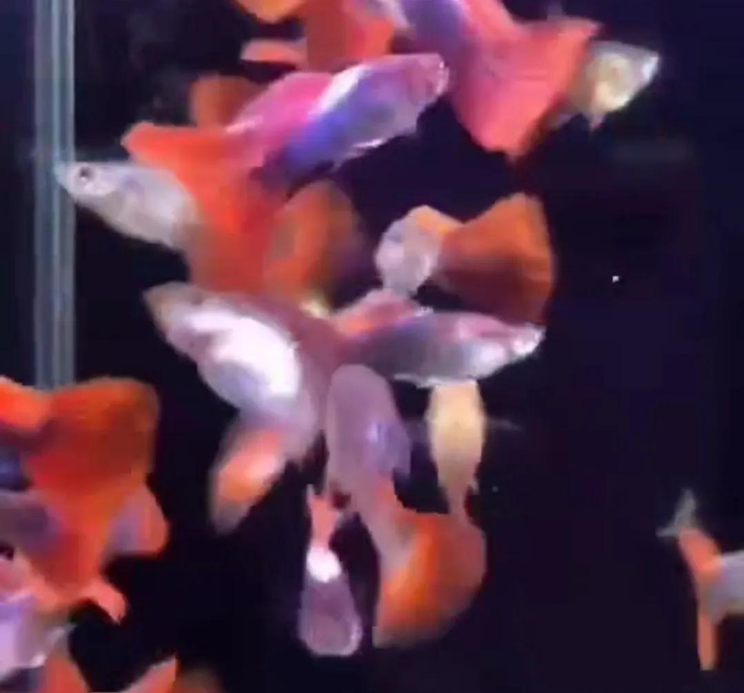 有一种鱼叫孔雀鱼,与孔雀鱼相似的鱼