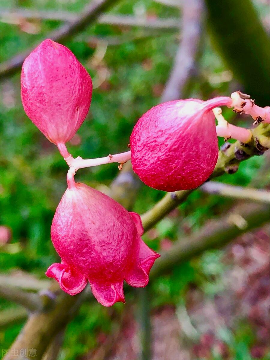 一花一深爱，花海美蓝天，花艳醉*光春**，花笑荡柔情，人间如仙境