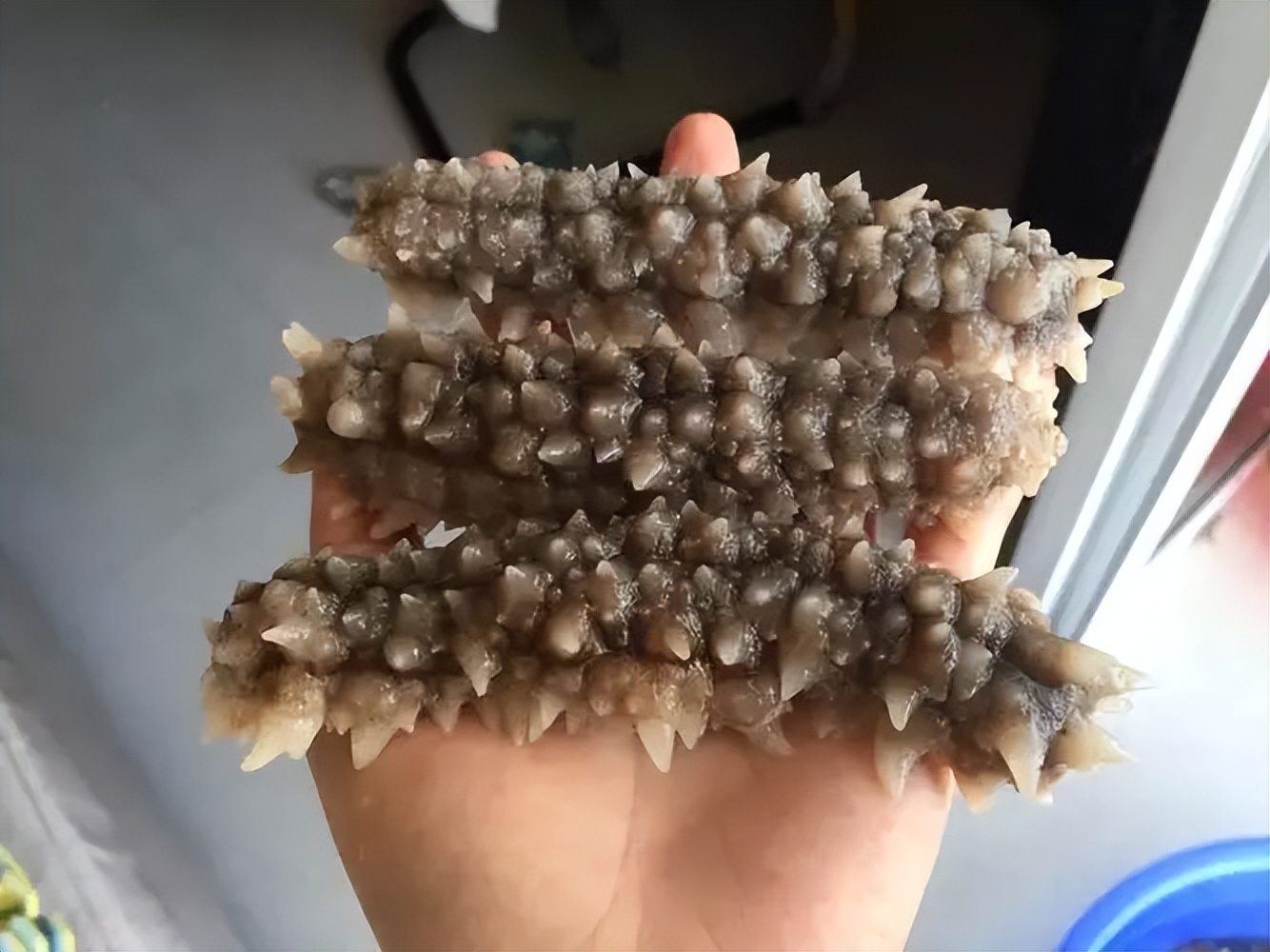 吃海参好身体,吃海参真的增强免疫力吗