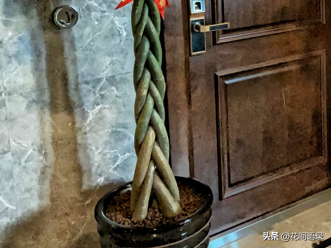 家里放一棵发财树运气真的好了吗,发财树摆在什么位置最旺财