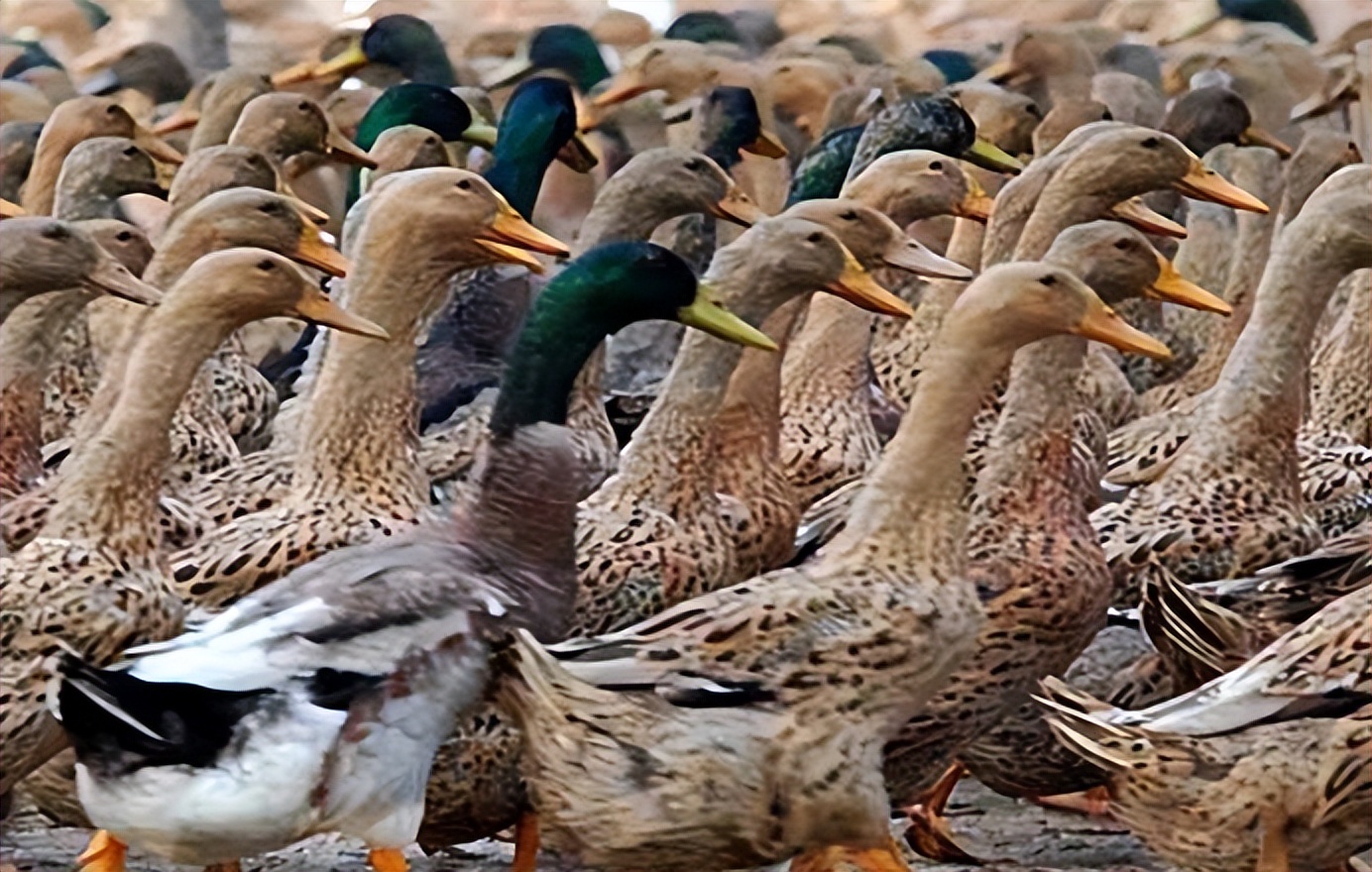 怎样辨别鸭子该生蛋了,鸭子产沙壳畸形蛋