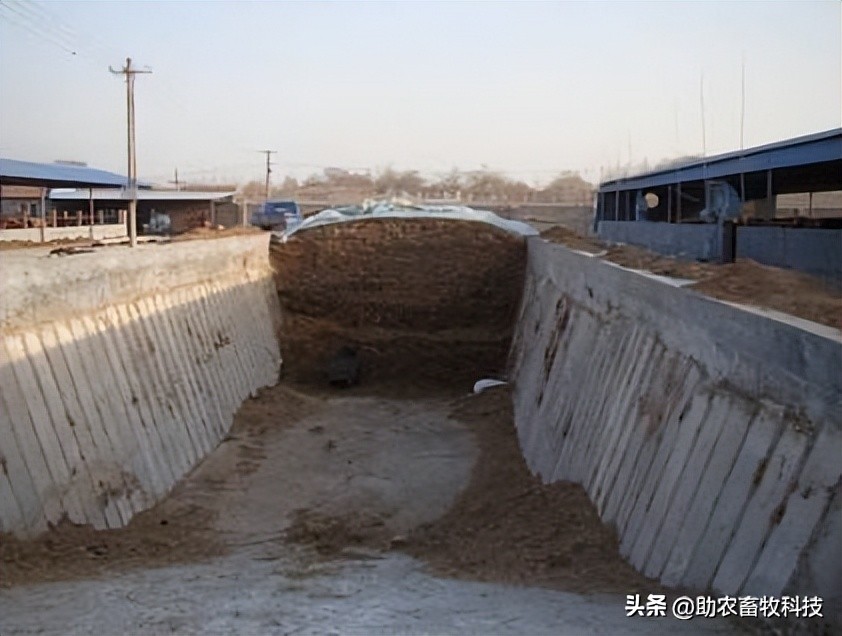 菠萝渣饲料,菠萝甘蔗皮发酵喂牛