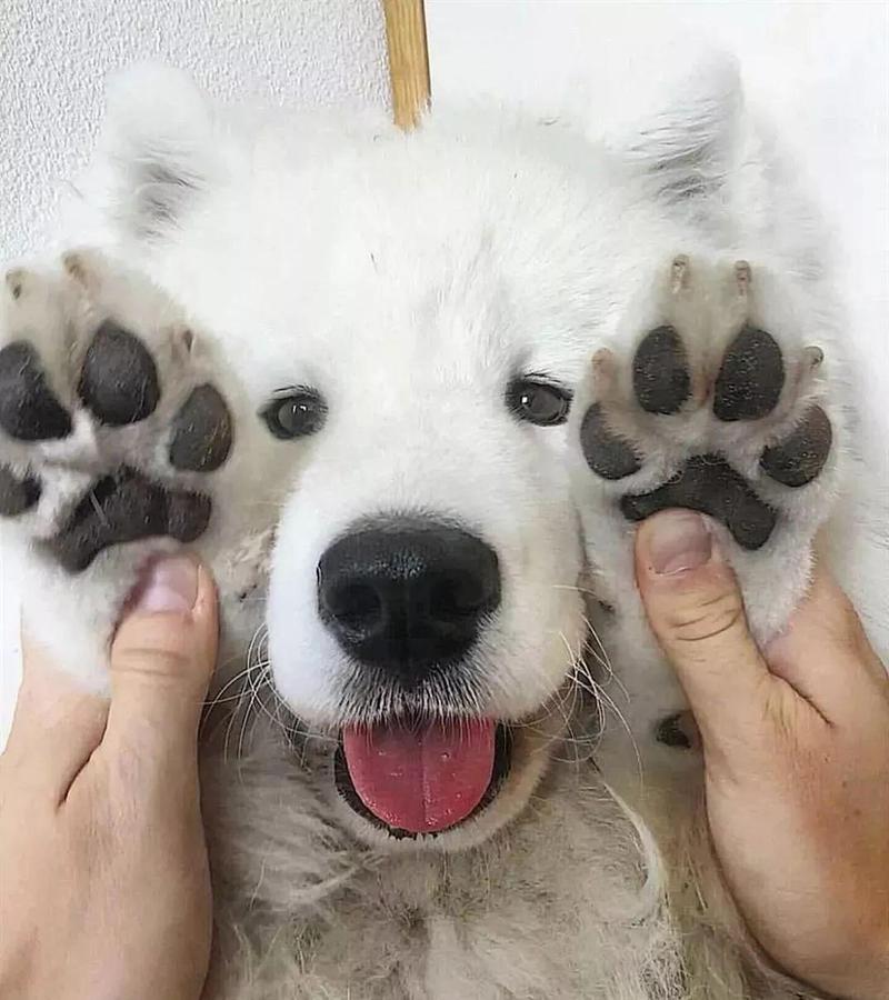 狗狗身上有四处“摸不得”，当心心理问题找上门